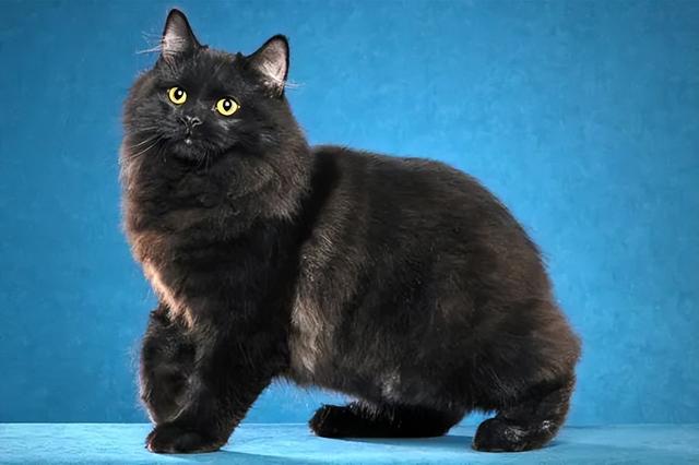 全世界100个宠物猫品种大赏！