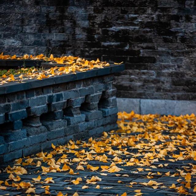 我们把台儿庄古城的秋天“晒”满了朋友圈，温柔了整座古城的初冬