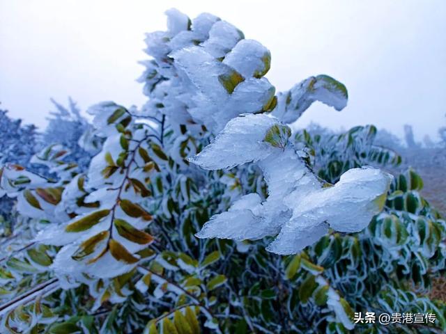 平天山美成了银装素裹的童话世界！贵港人：冷到发抖也要去