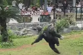 5月1日南宁动物园 网红猩猩投掷石块砸伤游客 文旅部门：伤者已送医图片