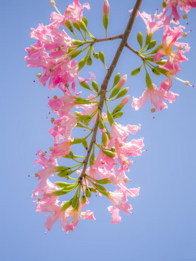寻觅秋冬季粉色浪漫：深圳十个邂逅异木棉花开的地方