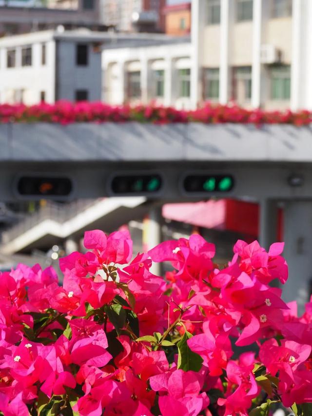 龙岗秋冬浪漫打卡指南来了！瀑布花海、空中花路…这份粉色攻略快收好！