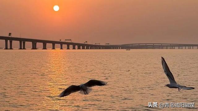 上周末，城阳“海上穿越大桥”环游航线火了！有人专程为它来青岛