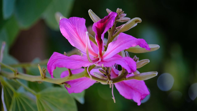 西昌12月“爆改”冬天？这条粉色大道开满了花