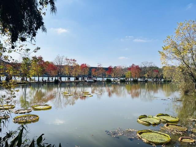 燕雀湖畔，红衫织就的秋日绮梦