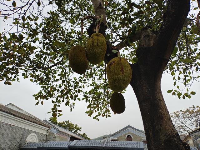 2026广东温暖之旅：佛山祖庙、孙中山故居、孙文西路步行街