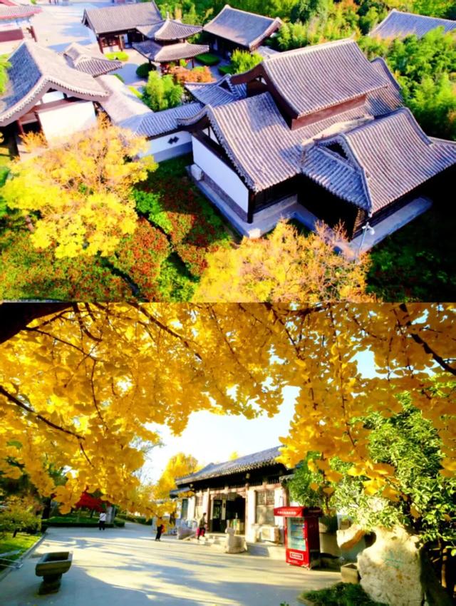 「沂蒙」叠翠映红黄——跟着色彩游临沂