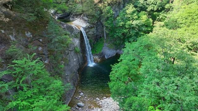 佛坪晚夏寻凉意，猫进秦岭躲避“秋老虎”！