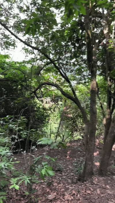 深圳多景区已出现！全是这种情况！紧急提醒