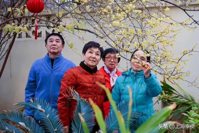 奉贤170岁古蜡梅迎盛花期，速来打卡！