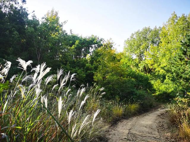 重阳节登高望远