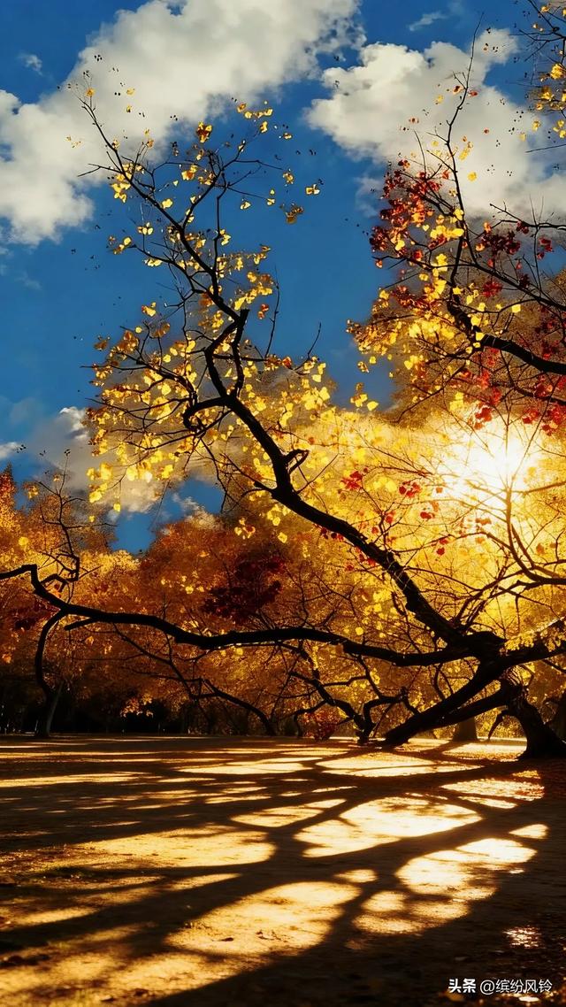 风捎来冬的来意，枝桠仍守着秋的姿态