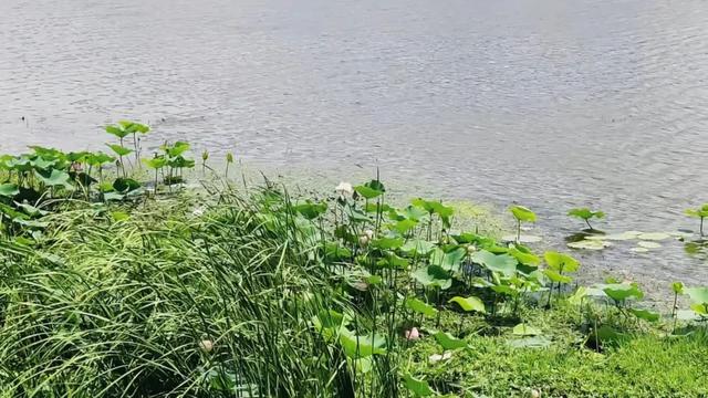 大美泌阳系列之菌都公园：荷香逸韵 秋染园景