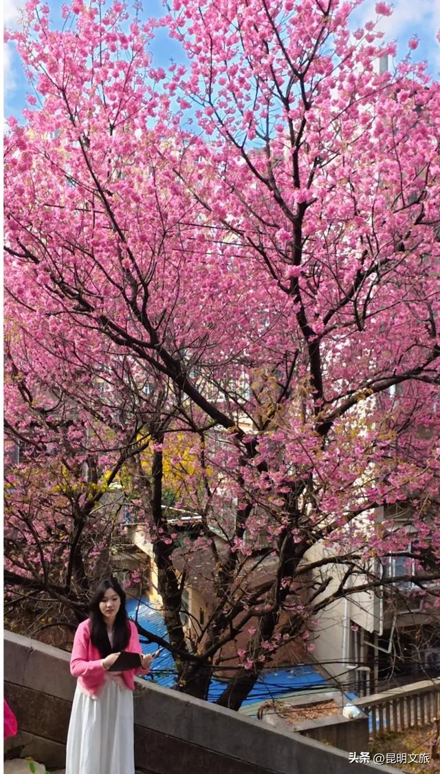 美炸!美炸!全国裹貂我赏樱!昆明最全冬樱赏花攻略来了,周末快冲~