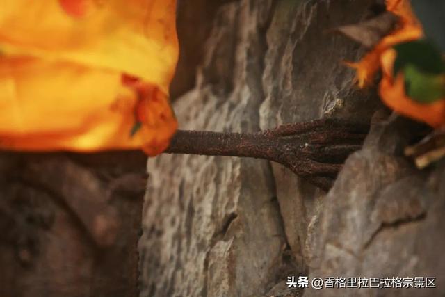 坐火车游香格里拉，赢巴拉格宗免费门票。