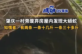 肇庆发现大蟒蛇在废弃房！两条分别十几斤和三十多斤，现场曝光图片