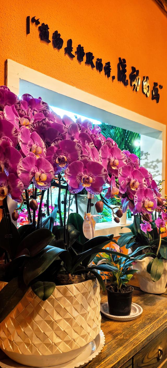 藏在秦岭花世界里的「森系秘境花店——花缘集」，来了就不想走！