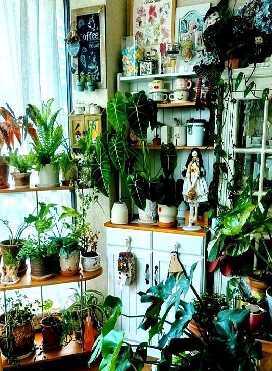 “阴花不能进阳宅”。家里若有这5种花，请赶紧“搬出去”！