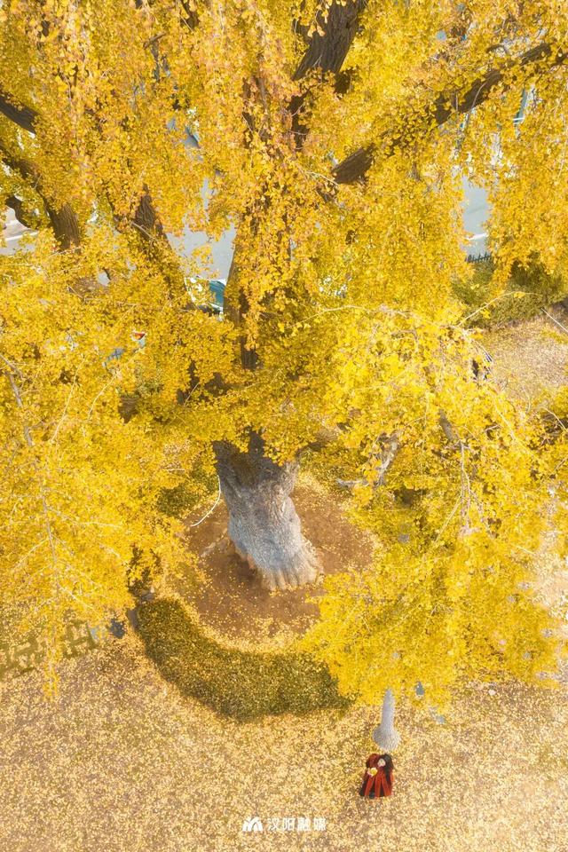 新鲜出炉！顶流汉阳树citywalk攻略来了