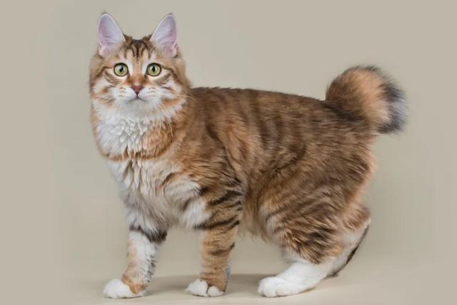 全世界100个宠物猫品种大赏！