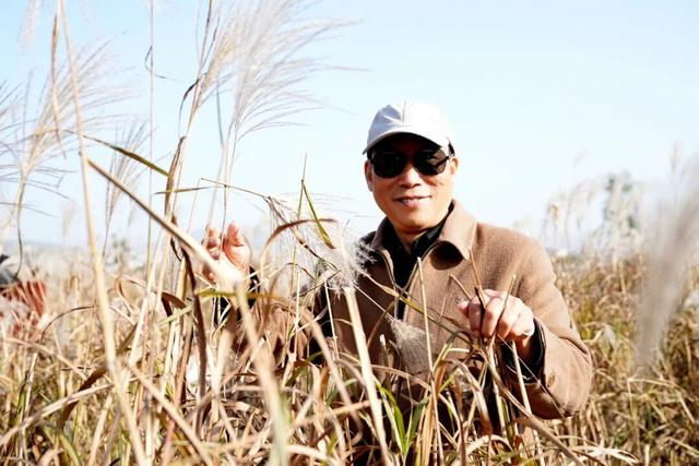 沐浴冬日暖阳 领略芦苇风光