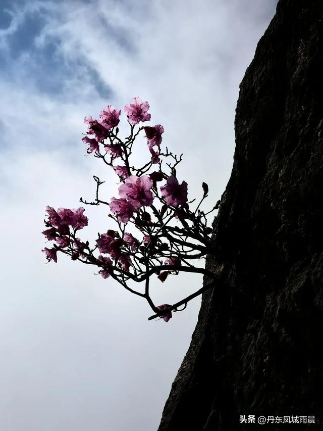 丹东凤凰山最高山峰一枝花