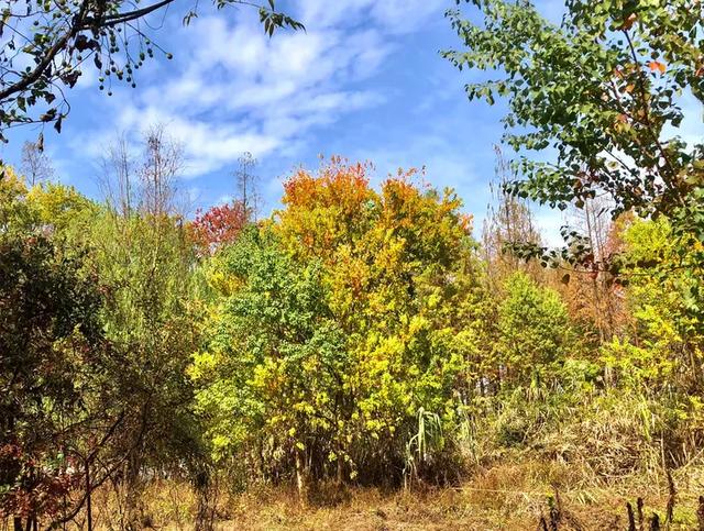 秋色斑斓美如画