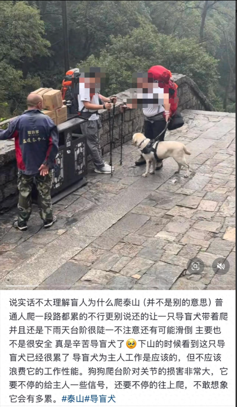 带导盲犬爬泰山的夫妻被网友批评，导盲犬芬迪看着非常累