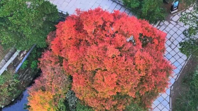 庐山景区开启2025年金秋赏枫季