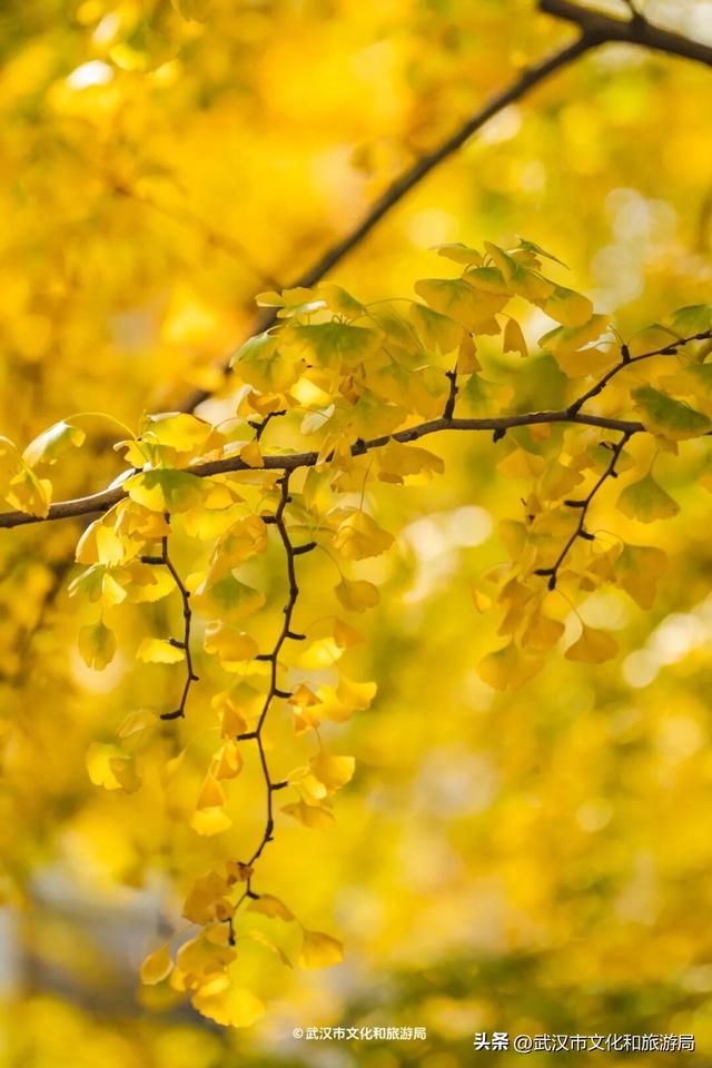 限时绝美！武汉街头颜值巅峰，地铁直达