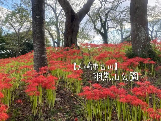 9月去看绝美彼岸花吧！日本10大赏花出片景点全攻略~
