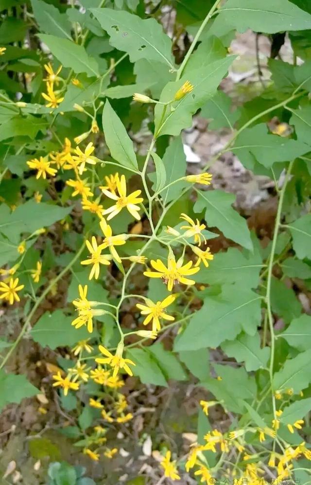 今日小寒是大晴天，老人说“最怕小寒是晴天	”，有什么预兆？