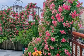 花园花木“100种”，姹紫嫣红形态各异，总有一款你喜欢图片