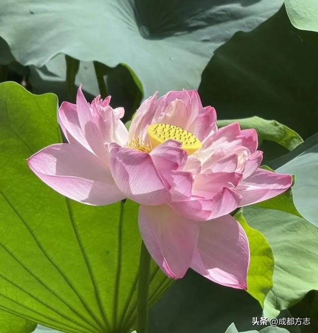 馋哭了！以荷为膳，建议成都人多吃TA→