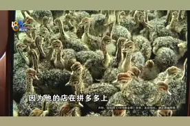 网上买了两只小鸵鸟，窝都搭好了，但变化来得太快了图片