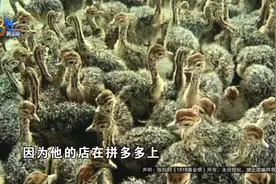 网上买了两只小鸵鸟，窝都搭好了，但变化来得太快了图片