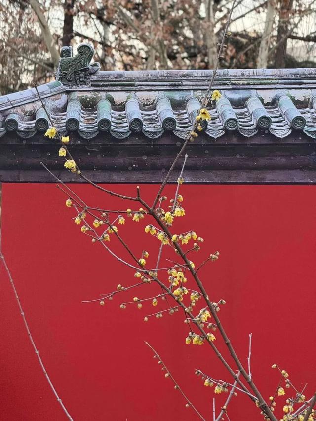 超出片！石家庄多个城市公园蜡梅进入花期，快去打卡