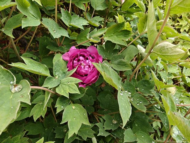 洛阳中国国花园：千亩牡丹盛放 国色倾城醉游人