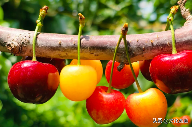 终于被我找到了！这个20℃的西藏避暑小城，确实无敌宝藏啊！