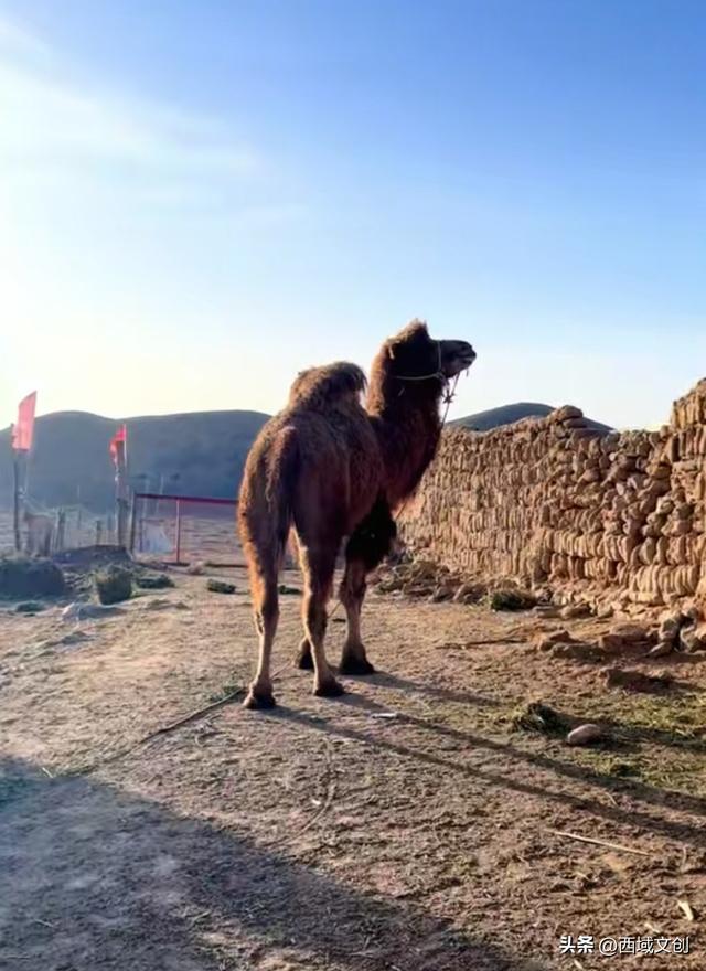 特稿｜驼铃声声传古韵 丝路古城燃篝火 张耀宇/文 焦庆祖/图