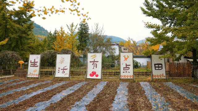 田河村：银杏雨落满地金，古村新韵引客来