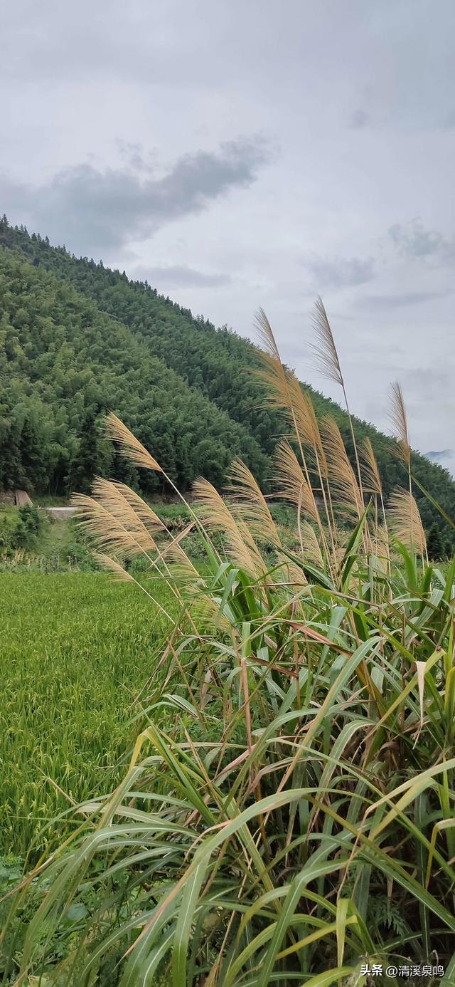 藏在深山中的“丰”景诗——九峰溪下寻秋记