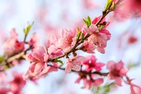 桃花诗词12首 | 人面不知何处去，桃花依旧笑春风图片