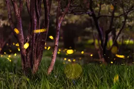 天上星河，地上流萤！长三角萤火虫观赏指南来了图片