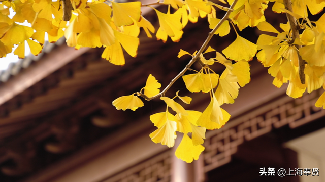 秋赴金汇！藏在古寺旁的800年银杏，每片叶子都藏着时光的故事