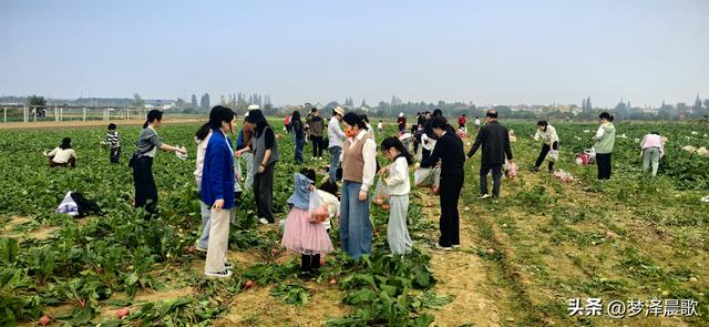 周末新玩法：云梦博物馆看秦简，新马村拔萝卜，武汉家庭乐翻天