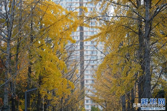 河南南阳：银杏美景吸引市民