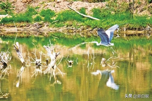 黄土高原的“江南秘境”——侯家川齐靳湿地生态掠影