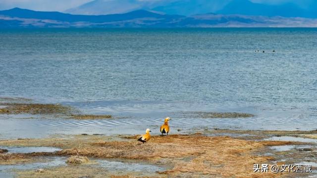 离谱又有趣的玩法！去西藏阿里一定要试！“荒野茶席”煮茶看星空