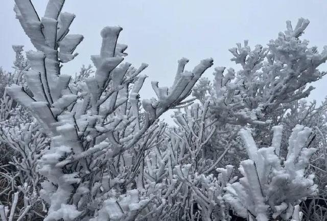 历年罕见！广东迎来冰雪奇景，网友表示颠覆认知